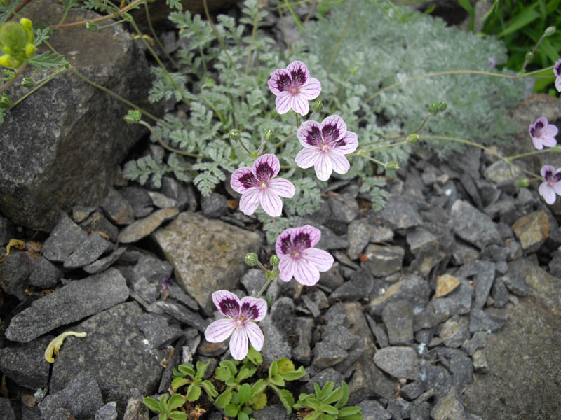 Erodium x kolbianum 'Natasha'
